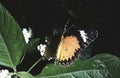 Danaus chrysippus or plain tiger butterfly Royalty Free Stock Photo
