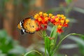 Danaus chrysippus, plain tiger on flower. Royalty Free Stock Photo