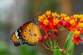 Danaus chrysippus, plain tiger on flower. Royalty Free Stock Photo