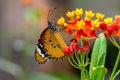 Danaus chrysippus, plain tiger on flower. Royalty Free Stock Photo