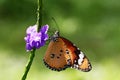 Danaus chrysippus resting on Stachytarpheta urticaefolia