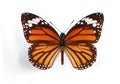 Danaus genutia Royalty Free Stock Photo