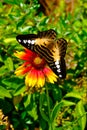 Danaus genutia butterfly on a blanket flower