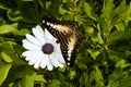 Danaus genutia butterfly on a Cosmos bipinnata flower Royalty Free Stock Photo