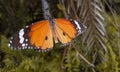 Danaus genutia, is a very beautiful butterfly