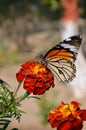 Danaus genutia, the common tiger,is one of the common butterflies of India. It belongs to the Danainae group of the brush footed. Royalty Free Stock Photo