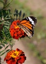 Danaus genutia, the common tiger,is one of the common butterflies of India. It belongs to the Danainae group of the brush footed. Royalty Free Stock Photo