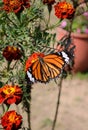 Danaus genutia, the common tiger,is one of the common butterflies of India. It belongs to the Danainae group of the brush footed. Royalty Free Stock Photo