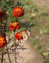 Danaus genutia, the common tiger,is one of the common butterflies of India. It belongs to the Danainae group of the brush footed. Royalty Free Stock Photo