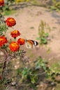 Danaus genutia, the common tiger,is one of the common butterflies of India. It belongs to the Danainae group of the brush footed. Royalty Free Stock Photo