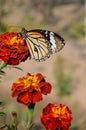 Danaus genutia, the common tiger,is one of the common butterflies of India. It belongs to the Danainae group of the brush footed. Royalty Free Stock Photo