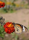 Danaus genutia, the common tiger,is one of the common butterflies of India. It belongs to the Danainae group of the brush footed. Royalty Free Stock Photo