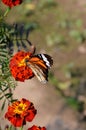 Danaus genutia, the common tiger,is one of the common butterflies of India. It belongs to the Danainae group of the brush footed. Royalty Free Stock Photo