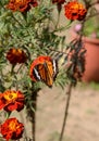 Danaus genutia, the common tiger,is one of the common butterflies of India. It belongs to the Danainae group of the brush footed. Royalty Free Stock Photo