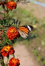 Danaus genutia, the common tiger,is one of the common butterflies of India. It belongs to the Danainae group of the brush footed. Royalty Free Stock Photo