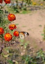 Danaus genutia, the common tiger,is one of the common butterflies of India. It belongs to the Danainae group of the brush footed. Royalty Free Stock Photo