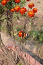 Danaus genutia, the common tiger,is one of the common butterflies of India. It belongs to the Danainae group of the brush footed. Royalty Free Stock Photo