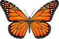 Danaus plexippus butterfly vector image Royalty Free Stock Photo