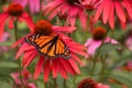 Monarch Butterfly In Soft Focus Coneflower Garden