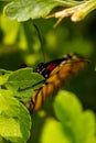 Danaus plexippus - Monarch butterfly emerging from chrysalis.