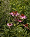 Exquisite Wings Monarch Butterfly on Echinacea Royalty Free Stock Photo