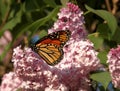 Exquisite Monarch Butterfly Nectaring on Pink Lilac