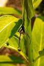 Milkweed caterpillar eating up milkweed as fast as it can.