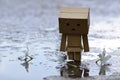 Danboard or Danbo Figure in the rain Royalty Free Stock Photo