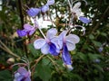 Dance of the Blue Butterflies