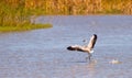 The dance of the Greater Flamingo Royalty Free Stock Photo