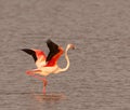 The dance of the Greater Flamingo