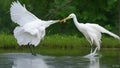 The dance lesson great Egret teaching the little Egret about dance.