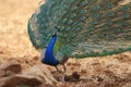 Peafowl, national bird of india