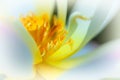 Dance of stamen and petal Royalty Free Stock Photo