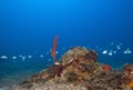 Dance of tropical fish underwater in Maldives Royalty Free Stock Photo