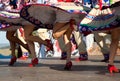 Dancers in colorful skirts