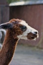 Alpaca head portrait. Royalty Free Stock Photo