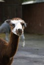 Alpaca head portrait. Royalty Free Stock Photo