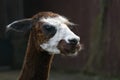 Alpaca head portrait. Royalty Free Stock Photo