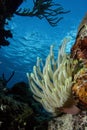 Dancing Anemone in the ocean floor surrounded by coral