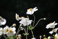 Dancing Anemones 2