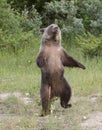 Dancing Bear