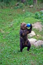 Dancing Bear