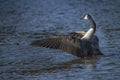 Dancing Canada Goose