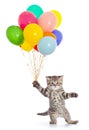 Dancing cat with birthday party balloons isolated