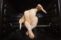 Dancing Chicken