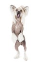 Dancing chinese crested dog