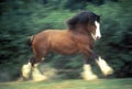 Dancing Clydesdale horse, St. Louis, MO