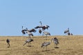 Dancing Common Cranes