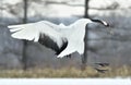 Dancing Crane. The red-crowned crane also called the Japanese crane or Manchurian crane. Royalty Free Stock Photo